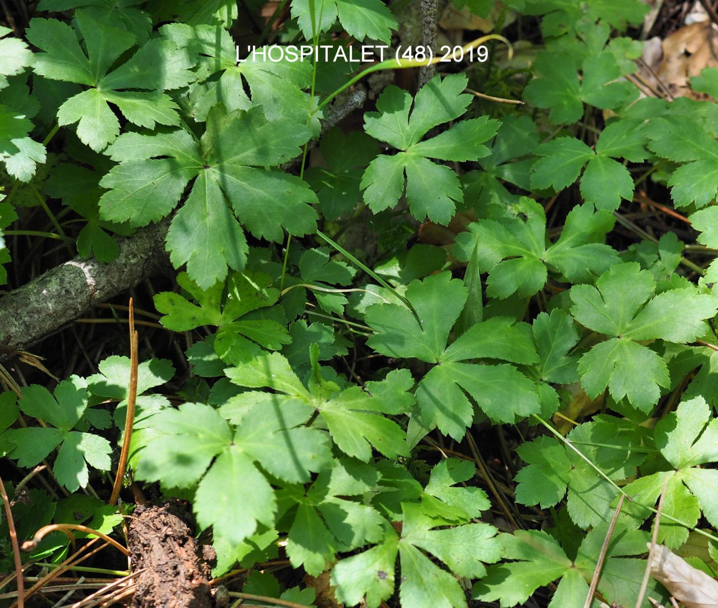 Sanicle leaf